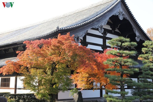 Tới ngôi chùa ngắm lá đỏ đẹp nhất Kyoto - Ảnh 1.