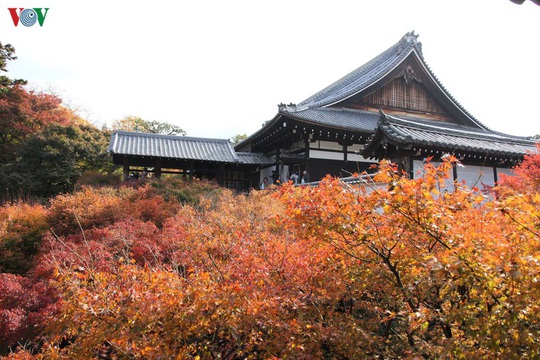 Tới ngôi chùa ngắm lá đỏ đẹp nhất Kyoto - Ảnh 3.