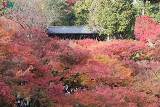 Tới ngôi chùa ngắm lá đỏ đẹp nhất Kyoto - Ảnh 4.
