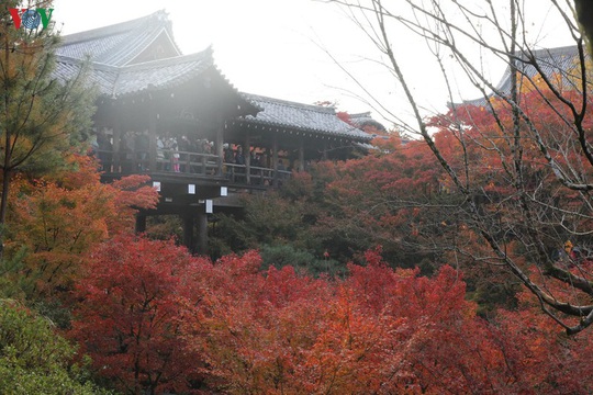 Tới ngôi chùa ngắm lá đỏ đẹp nhất Kyoto - Ảnh 6.