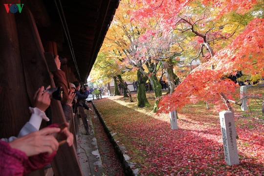 Tới ngôi chùa ngắm lá đỏ đẹp nhất Kyoto - Ảnh 9.