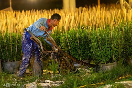 Khung cảnh rực rỡ ở làng hoa chong đèn chuẩn bị vụ hoa Tết - Ảnh 9.