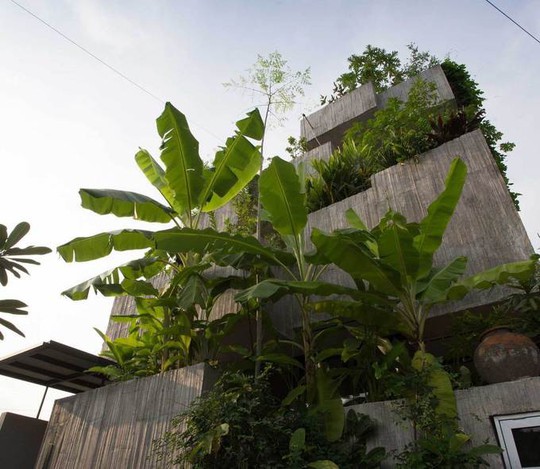 Ngôi nhà như rừng nhiệt đới với hơn 40 loại cây - Ảnh 3.