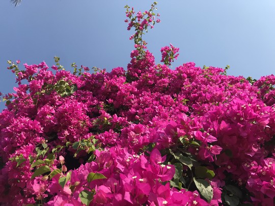 Phát sốt với cây hoa giấy khổng lồ hút khách du lịch ở Lý Sơn - Ảnh 4.