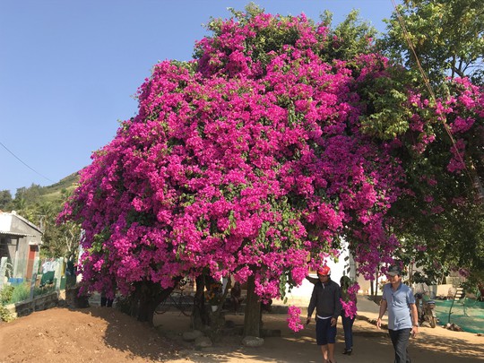 Phát sốt với cây hoa giấy khổng lồ hút khách du lịch ở Lý Sơn - Ảnh 5.