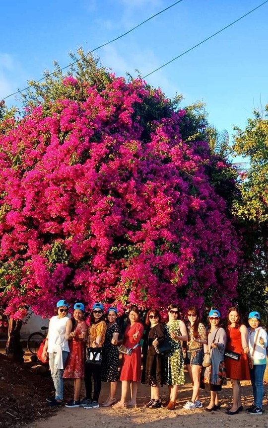 Phát sốt với cây hoa giấy khổng lồ hút khách du lịch ở Lý Sơn - Ảnh 2.