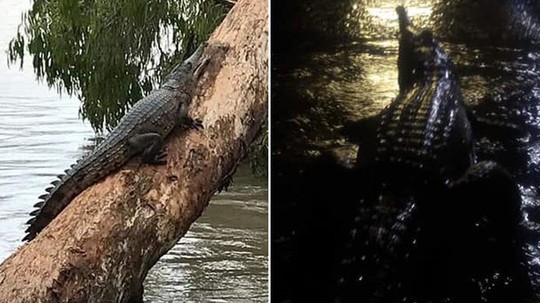 Úc: Lũ lớn, cá sấu và rắn bò lổm ngổm trên phố - Ảnh 2.