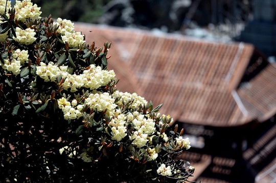 Tháng 4, về Sun World Fansipan Legend trẩy hội hoa đỗ quyên - Ảnh 1.