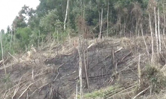 Phó Chủ tịch xã tham gia phá 2,5 ha rừng, công an vào cuộc - Ảnh 1.