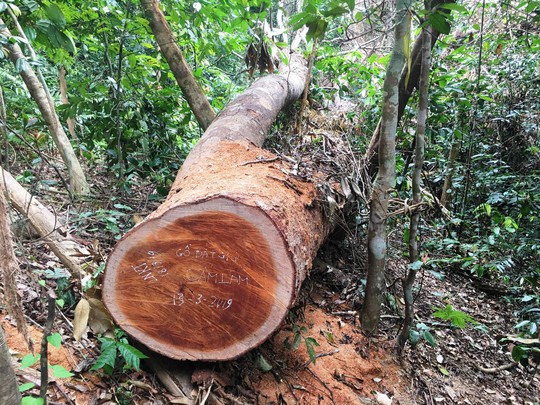 Cận cảnh khu rừng gỗ quý ở Quảng Bình bị lâm tặc chặt phá tan hoang - Ảnh 6.