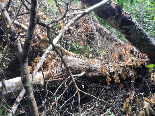 Cận cảnh khu rừng gỗ quý ở Quảng Bình bị lâm tặc chặt phá tan hoang - Ảnh 7.