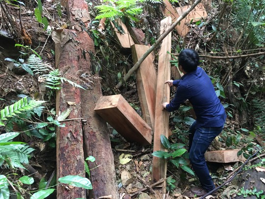 Cận cảnh khu rừng gỗ quý ở Quảng Bình bị lâm tặc chặt phá tan hoang - Ảnh 3.