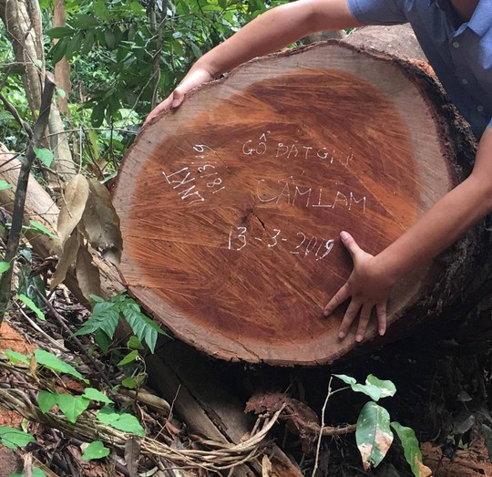 Cận cảnh khu rừng gỗ quý ở Quảng Bình bị lâm tặc chặt phá tan hoang - Ảnh 9.
