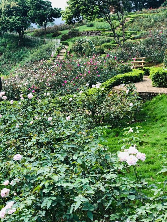 Sững sờ trước vườn hồng 3,5 ha tuyệt đẹp vừa nhận kỷ lục Việt Nam - Ảnh 5.