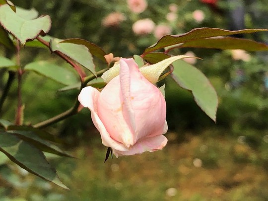 Sững sờ trước vườn hồng 3,5 ha tuyệt đẹp vừa nhận kỷ lục Việt Nam - Ảnh 12.