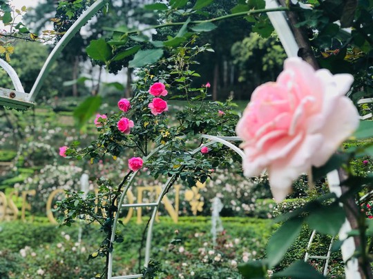 Sững sờ trước vườn hồng 3,5 ha tuyệt đẹp vừa nhận kỷ lục Việt Nam - Ảnh 1.