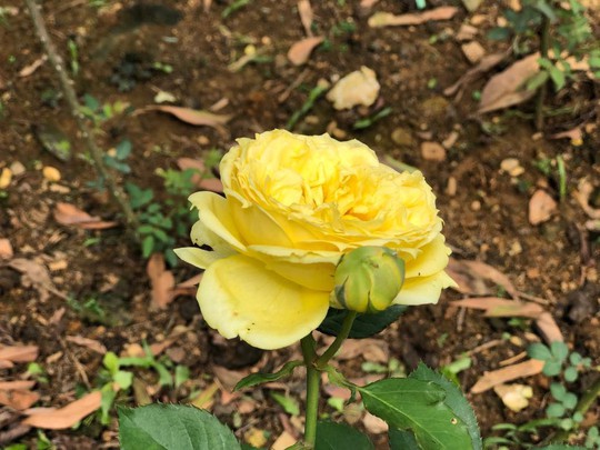 Sững sờ trước vườn hồng 3,5 ha tuyệt đẹp vừa nhận kỷ lục Việt Nam - Ảnh 9.
