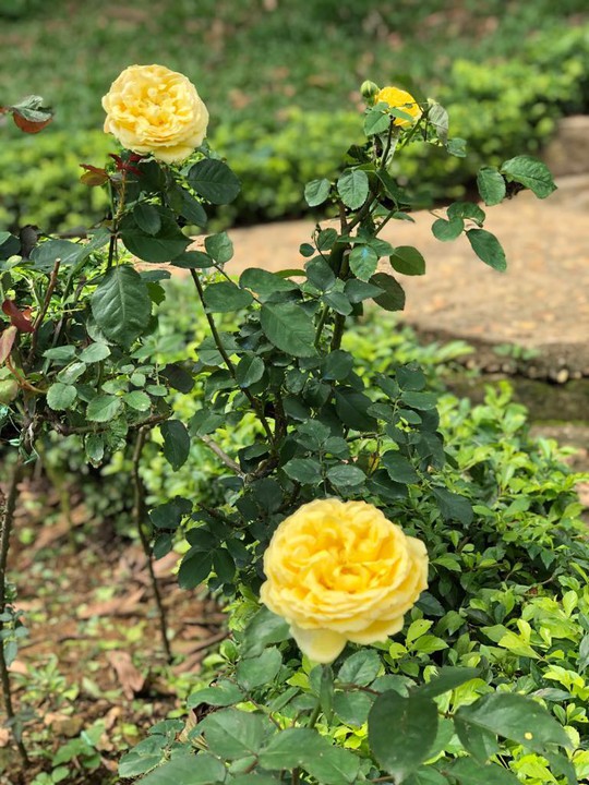 Sững sờ trước vườn hồng 3,5 ha tuyệt đẹp vừa nhận kỷ lục Việt Nam - Ảnh 11.