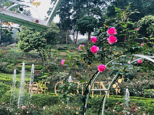 Sững sờ trước vườn hồng 3,5 ha tuyệt đẹp vừa nhận kỷ lục Việt Nam - Ảnh 6.