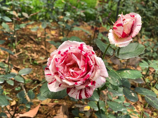 Sững sờ trước vườn hồng 3,5 ha tuyệt đẹp vừa nhận kỷ lục Việt Nam - Ảnh 2.
