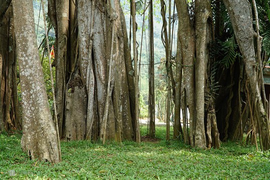 Cây đa ngàn năm biết đi quanh đền cổ ở Ninh Bình - Ảnh 3.