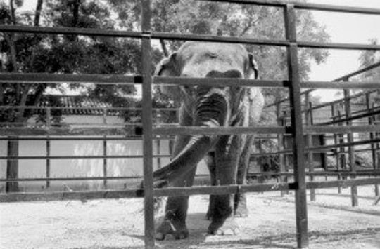 Con voi buồn nhất thế giới qua đời sau 43 năm bị nhốt - Ảnh 1.
