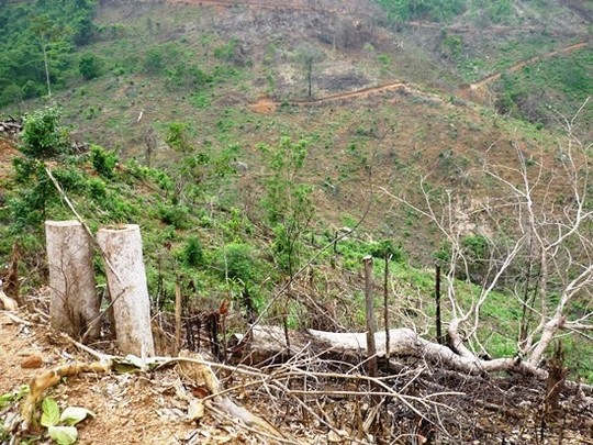 Bình Định: Khởi tố vụ án phá 11.300 m2 rừng tự nhiên - Ảnh 1.