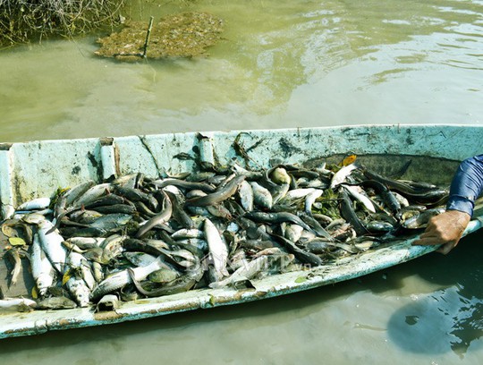Ngợp với cảnh mỏi tay vớt cá dạt vào bờ ở Cà Mau, Bạc Liêu - Ảnh 10.