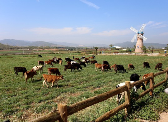Doanh nghiệp tăng trưởng nhanh đàn bò sữa 130.000 con - Ảnh 4.
