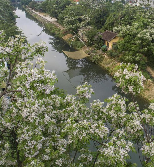 Những loài hoa khoe sắc trong nắng hạ ở Huế - Ảnh 10.