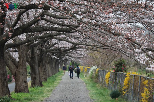 Ngắm con đường hoa anh đào dài nhất thế giới tại Nhật Bản - Ảnh 1.