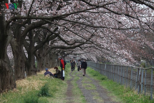 Ngắm con đường hoa anh đào dài nhất thế giới tại Nhật Bản - Ảnh 3.