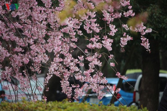 Ngắm con đường hoa anh đào dài nhất thế giới tại Nhật Bản - Ảnh 4.