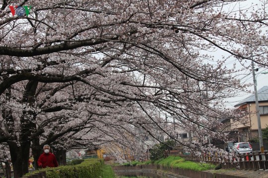 Ngắm con đường hoa anh đào dài nhất thế giới tại Nhật Bản - Ảnh 7.