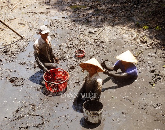 Sướng với cá đồng quẫy loạn xạ ở đìa vừa tát tại huyện Trần Văn Thời - Ảnh 1.