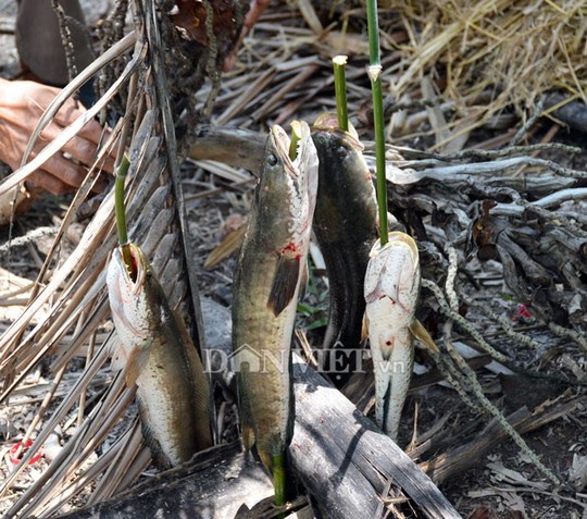 Sướng với cá đồng quẫy loạn xạ ở đìa vừa tát tại huyện Trần Văn Thời - Ảnh 3.