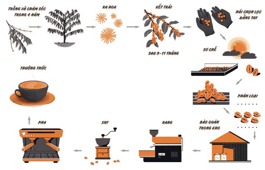 Giá cà phê Việt chạm đáy 10 năm - Ảnh 1.