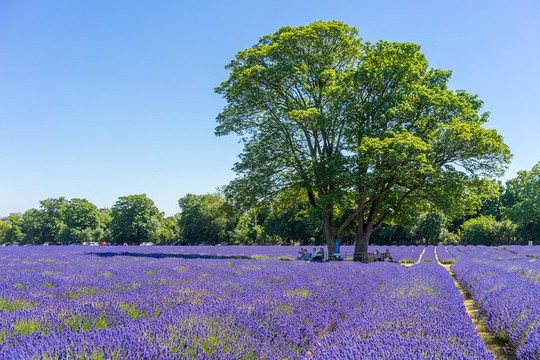 Những cánh đồng lavender nổi tiếng thế giới - Ảnh 1.