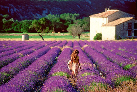 Những cánh đồng lavender nổi tiếng thế giới - Ảnh 2.