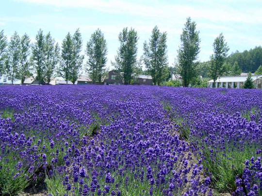 Những cánh đồng lavender nổi tiếng thế giới - Ảnh 3.