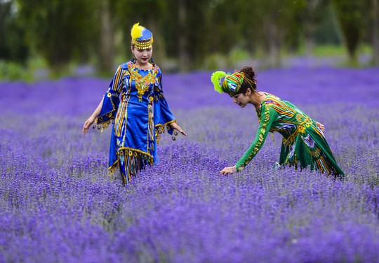 Những cánh đồng lavender nổi tiếng thế giới - Ảnh 4.