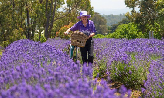 Những cánh đồng lavender nổi tiếng thế giới - Ảnh 5.