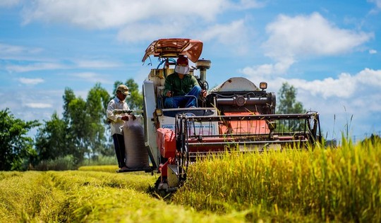 Cánh đồng lúa An Giang vào mùa gặt - Ảnh 3.