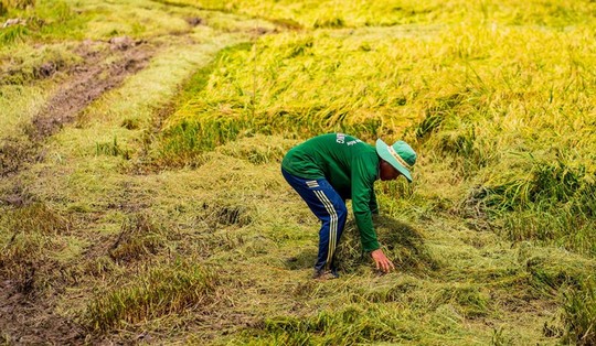 Cánh đồng lúa An Giang vào mùa gặt - Ảnh 4.