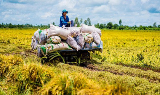 Cánh đồng lúa An Giang vào mùa gặt - Ảnh 8.