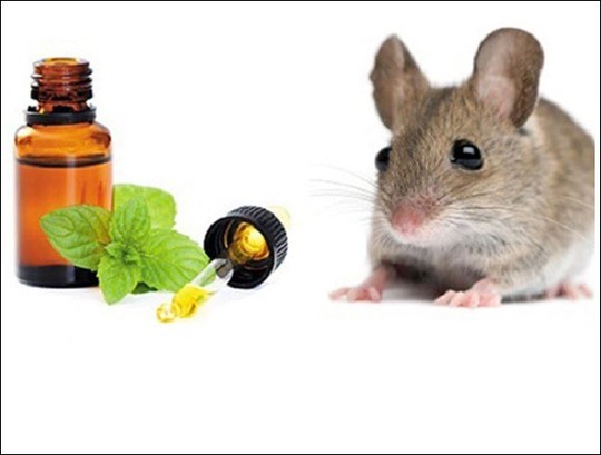 5 mẹo đuổi chuột tự nhiên không cần dùng thuốc - Ảnh 3.