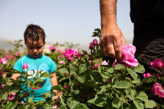 Người Syria hồi sinh bằng hạt giống vua của các loài hoa hồng - Ảnh 3.