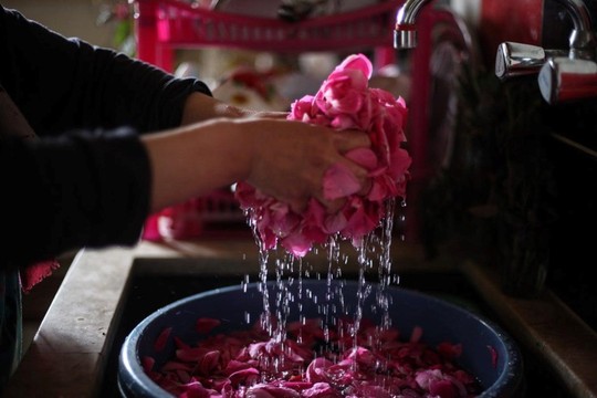 Người Syria hồi sinh bằng hạt giống vua của các loài hoa hồng - Ảnh 7.