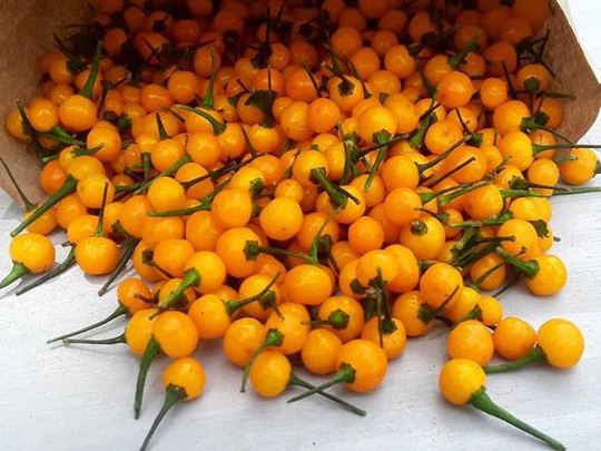 Ớt Aji Charapita mọc hoang dại nhưng có giá hơn nửa tỉ đồng/kg - Ảnh 3.