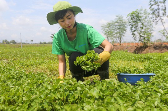 Trồng rau má nghiền lấy bột thu 4 tỉ đồng mỗi năm ở Củ Chi - Ảnh 1.